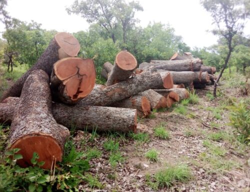 CITIES permit for Sale:  Government and F C to salvage lying logs as loggers already harvesting fresh rosewood in the Savannah and Upper East Region.