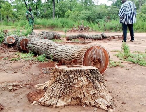 Rosewood logging causes climate change as rivers and streams dry up -Residents cried out