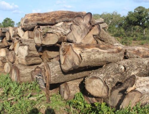 Ghana throwing away the value of its rosewood to China, an NGO has observed