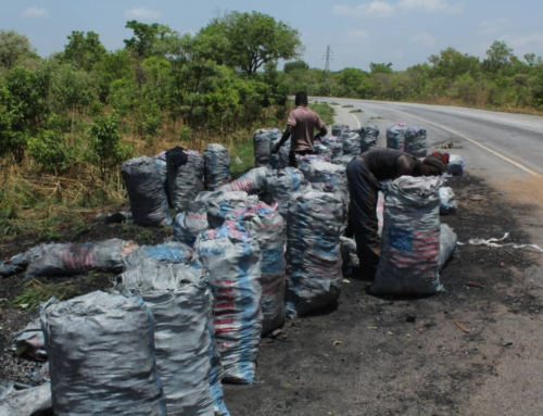 NGO blames Traditional Authorities, MMDAs and Youth in Gonjaland for promoting illegal charcoal burning.